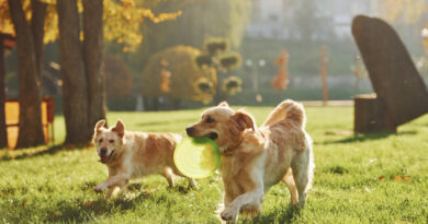 running-with-frisbee-two-beautiful-golden-retriever-dogs-have-walk-outdoors-park-together