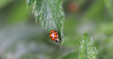 Sunny Day Red Ladybug Walks Fluffy Green Leaves