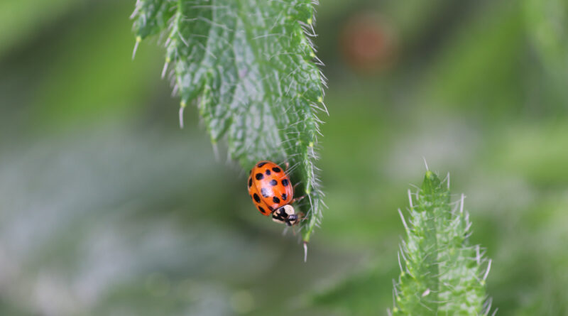 Sunny Day Red Ladybug Walks Fluffy Green Leaves