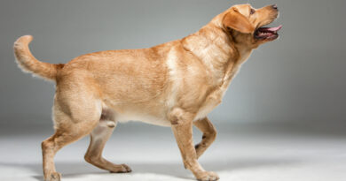 Labrador Beautiful Dog
