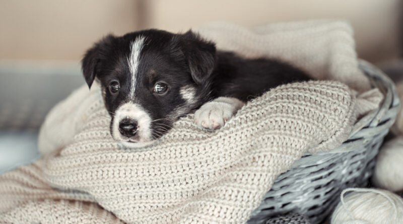 Little Cute Puppy Lying With Sweater