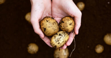 top-view-girl-s-hands-holding-heap-fresh-raw-potatoes-harvested