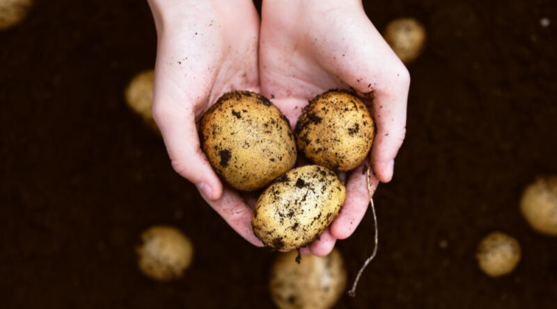 Top View Girl S Hands Holding Heap Fresh Raw Potatoes Harvested