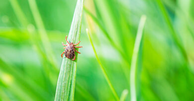 Lyme Borreliosis Disease Encephalitis Virus Infectious Dermacentor Tick Arachnid Parasite Macro Encephalitis Infected Tick Insect Green Grass Sunshine Summer
