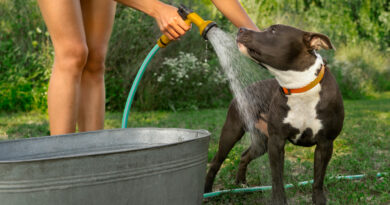 Side View Owner Washing Cute Dog