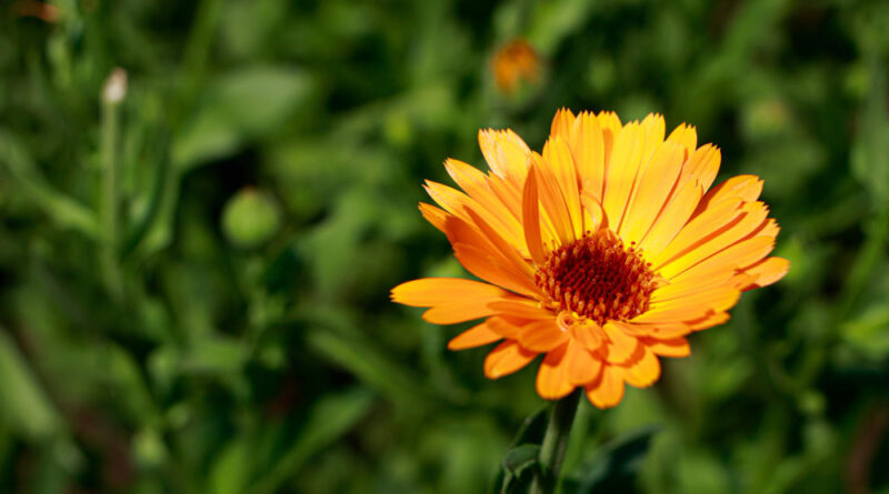 Calendula Flower Closeup