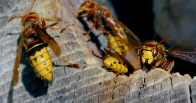 huge-european-hornet-dangerous-predatory-insect-closeup