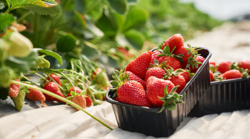 Fresh Ripe Strawberries Inside Black Plastic Box