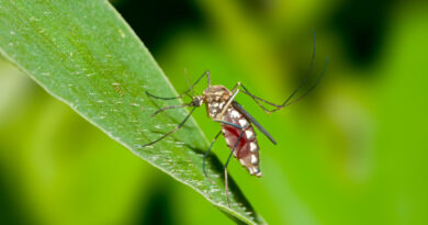 Close Up Shot Mosquito Leaf