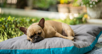 closeup-adorable-bulldog-sleeping-pillows-garden-sunny-day