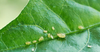 Small Aphid Green Leaf Open Air