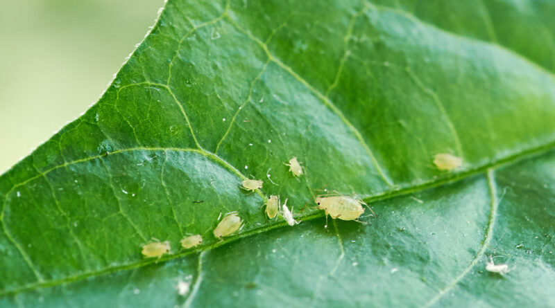 Small Aphid Green Leaf Open Air