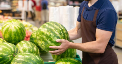 Worker Setting Out Watermelons