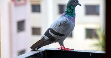 pigeon-with-blue-grey-feathers