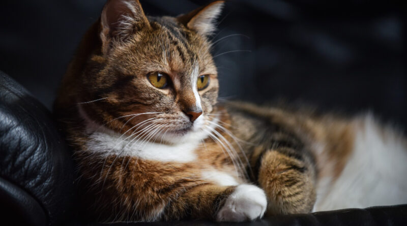 Closeup Shot European Shorthair Cat Laying Black Leather Couch