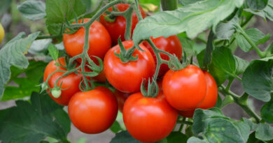 tomatoes-branch