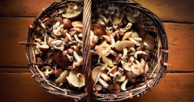 Fresh Forest Different Mushrooms Basket