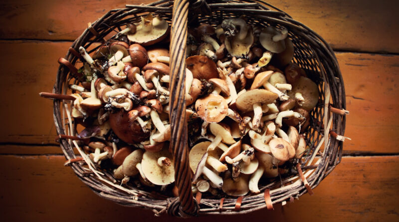 Fresh Forest Different Mushrooms Basket