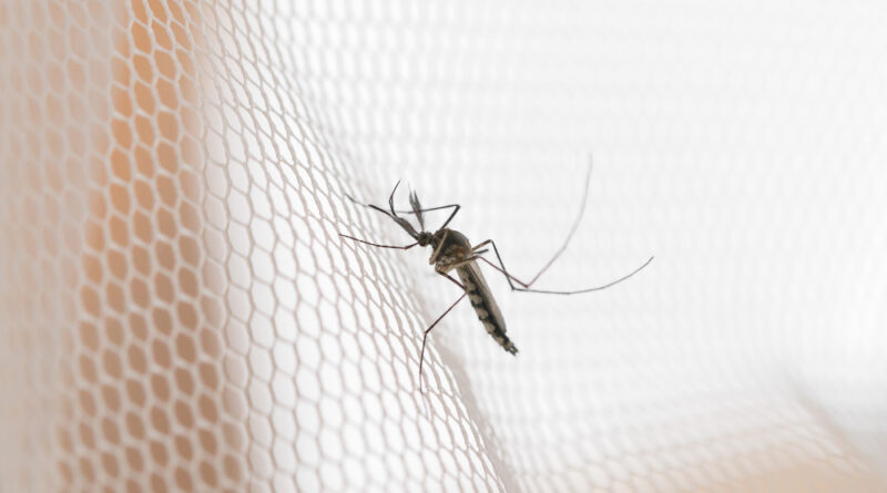 Mosquito White Mosquito Wire Mesh Net Mosquito Disease Is Carrier Malaria