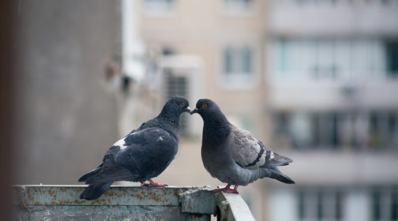 City Pigeon Sits Fence Street