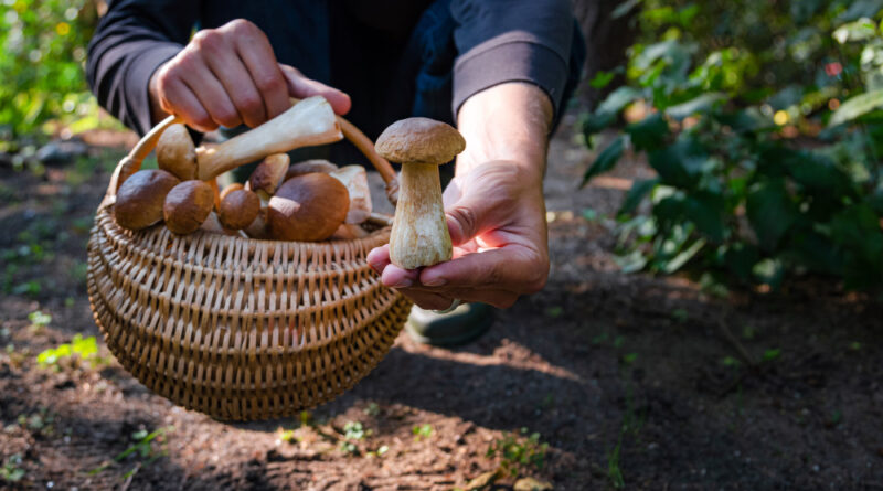 hand-holding-boltetus-edulis-full-wicker-basket-mushrooms-forest-mushroom-harvesting-season-woods-fall
