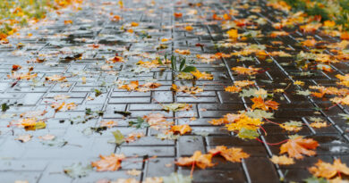 Autumn Background Yellow Fallen Leaves Wet After Rain Sidewalk Perspective Low Angle View Selective Focus Middle Image