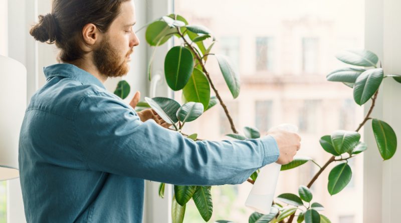 Young bearded man blue shirt spraying green houseplant flower pot office