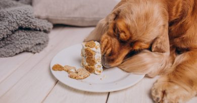 cocker-spaniel-eating-birthday-cake-home (1)