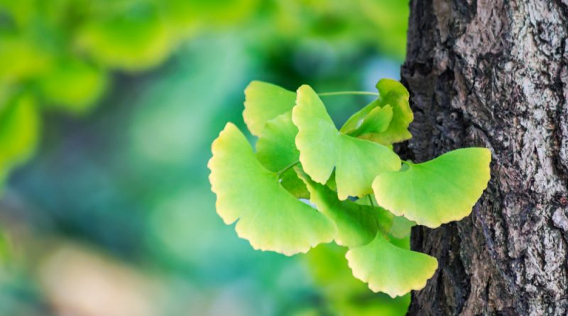 Ginkgo Biloba Leaves