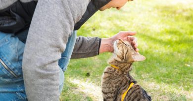 Walking Domestic Cat With Owner Yellow Harness Tabby Cat Caressing Person S Hand Outdoor Hides Green Grass Cautiously Curiously Teaching Your Pet Walk
