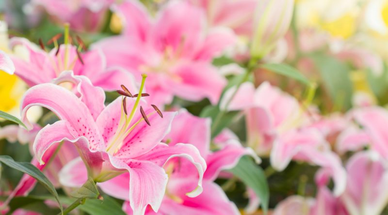 pink-lilies-garden