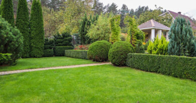 Landscaping Garden With Bright Green Lawn Colorful Shrubs Decorative Evergreen Plants