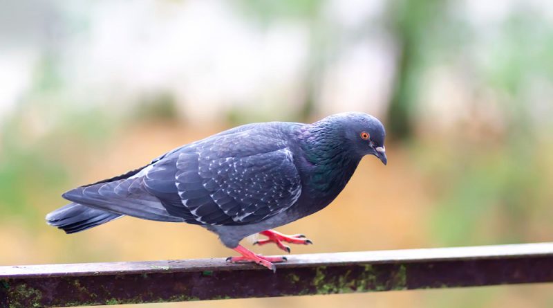 funny-pigeon-bird-sitting-balcony-railing-outdoors