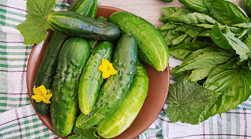 Fresh Cucumbers From Garden Table Summer Garden Top View