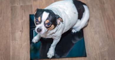 Overweight Chihuahua Sits Floor Scale