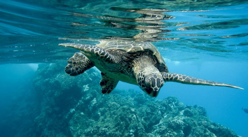 Closeup green sea turtle swimming underwater lights
