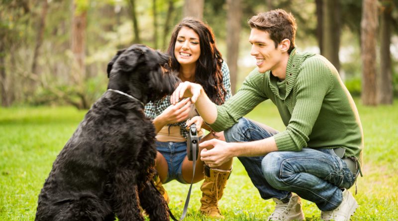 Young Attractive Girl Crouches Park With Her Boyfriend Dog Black Giant Schnauzer (1)