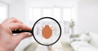control-pest-cimex-background-bed-bedbug-bedding