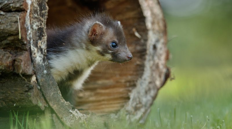 Beautiful Cute Beech Marten