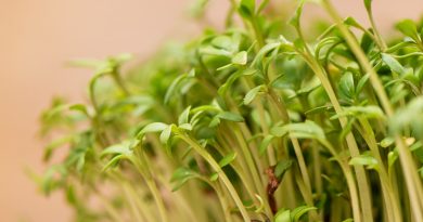 Closeup Sprouted Grains Cress Salad Grow Wet Linen Mat