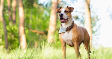 Staffordshire Terrier Mutt Outdoors Happy Healthy Pets Concept