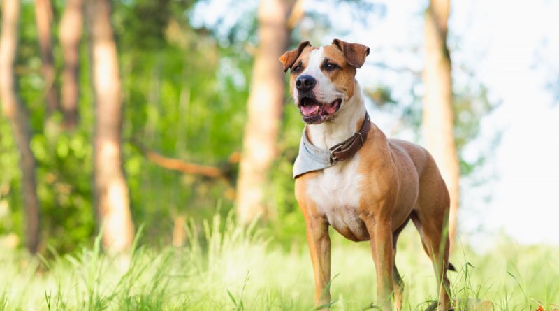 Staffordshire terrier mutt outdoors happy healthy pets concept