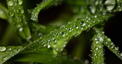 Macro Shot Water Droplets Leaves Green Plant