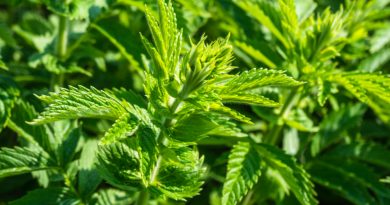 Urtica Dioica Often Called Common Nettle Stinging Nettle