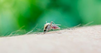 mosquito-sucks-blood-from-human-body-macro-photo-mosquito-armmosquito-full-blood