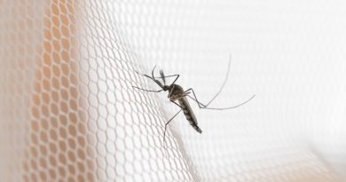 mosquito-white-mosquito-wire-mesh-net-mosquito-disease-is-carrier-malaria