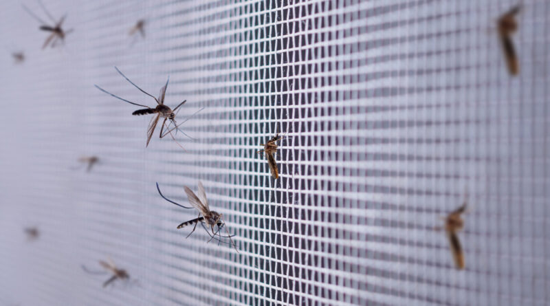 Many Mosquitoes Insect Net Wire Screen Close Up House Window