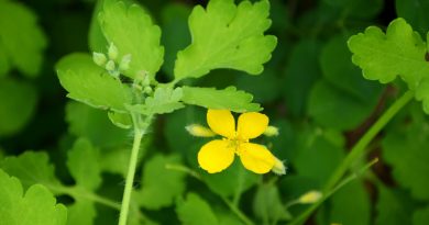 celandine-medicinal-plant-green-leaves-yellow-flower