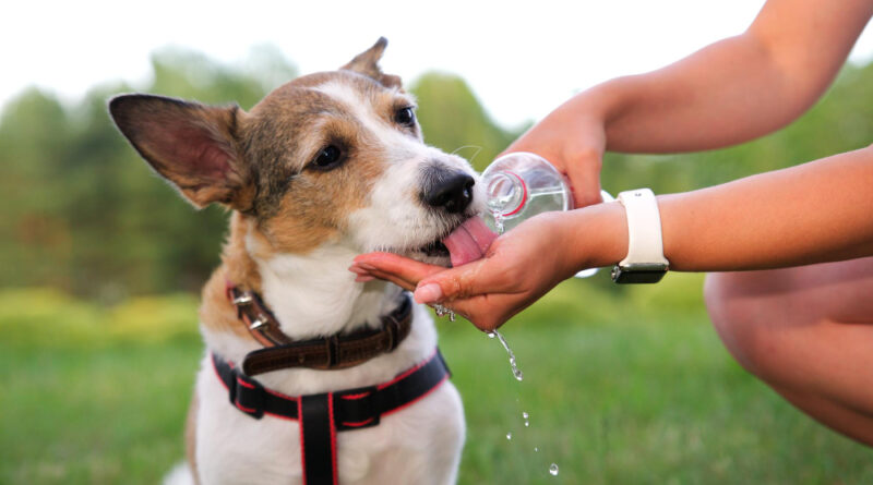 Thirsty Dog Is Drinking Water From Hand Palm His Owner From Plastic Bottle During Walking