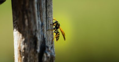 Closeup Shot Wasp Perched Wooden Surface Blurred Background